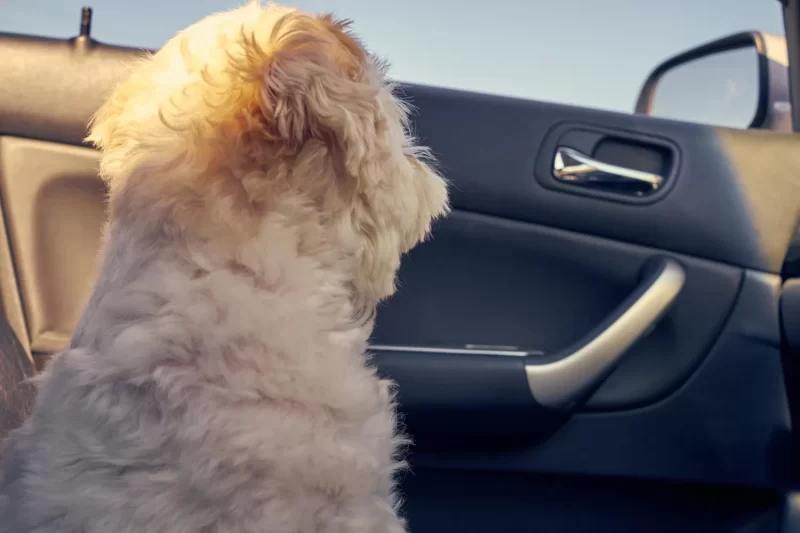 أسرع طريقة لإزالة وبر الحيوانات الأليفة من السيارة: جربها الآن