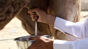 حليب النوق والإبل في الإمارات: فوائد صحية واقتصادية