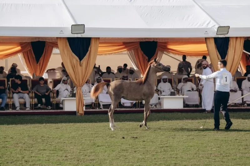 تغطية خاصة: مزاد عجمان للخيول العربية يجذب أنظار العالم