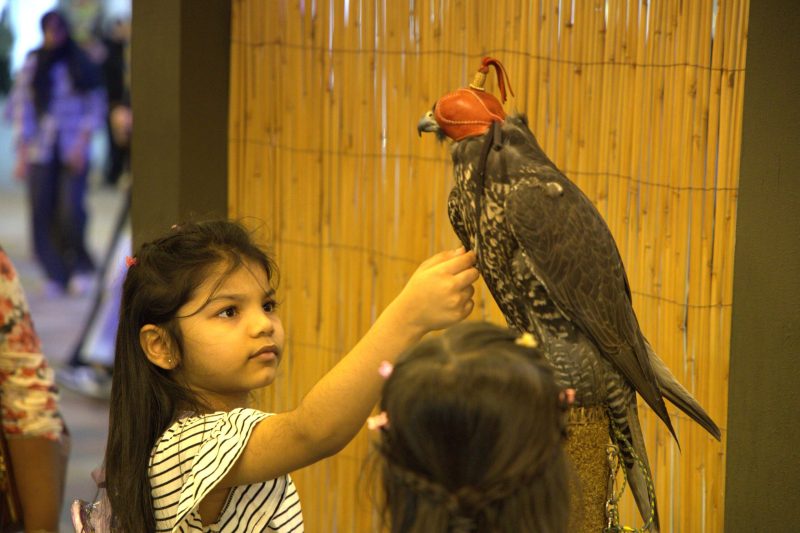 تجربة فريدة في مهرجان الشيخ زايد: الصقارة والتقاليد