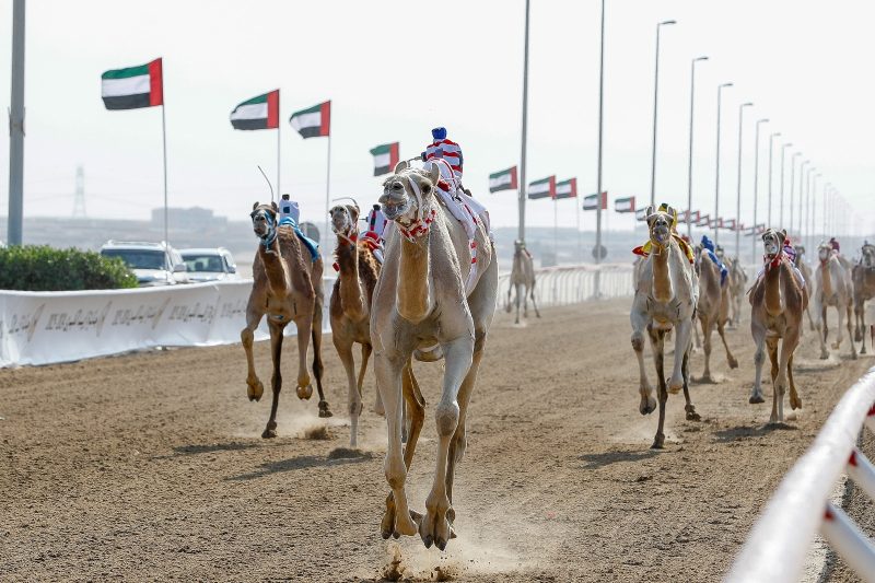 جائزة زايد الكبرى للهجن: صون التراث الإماراتي في أبوظبي
