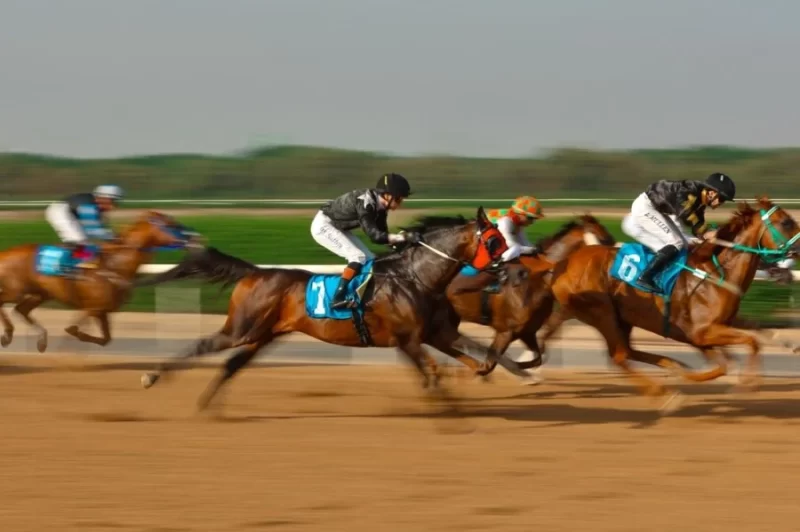 موسم سباقات الخيل يعزز مكانة الشارقة في عالم الفروسية