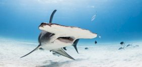 الحيوانات المهددة بالانقراض في الإمارات: مستقبل التنوع البيولوجي