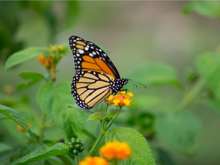 استمتع بألوان الطبيعة في حديقة الفراشات في دبي