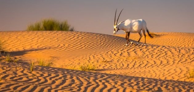 أماكن ترفيهية في دبي للشباب: خطط لرحلتك المثالية