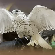 دعم المشاريع الإماراتية: استثمار في التراث والاقتصاد