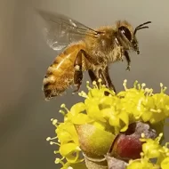 دعم مربي النحل: طريق الإمارات نحو الاكتفاء الذاتي من العسل