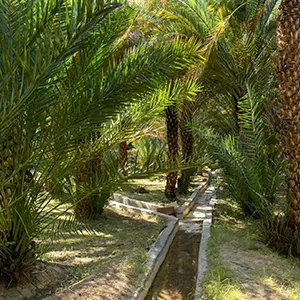 الابتكار الزراعي: توسيع الأنشطة الاقتصادية في مزارع أبوظبي