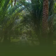 كل ما تحتاج معرفته عن حظر تعدين العملات الرقمية في مزارع أبوظبي