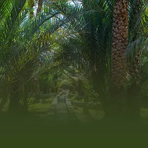 كل ما تحتاج معرفته عن حظر تعدين العملات الرقمية في مزارع أبوظبي