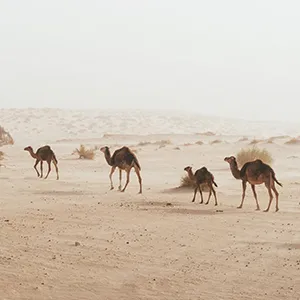 الاعتماد الدولي: شهادة لجودة تحاليل أمراض الإبل في أبوظبي
