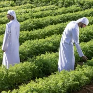 شراكة رائدة لتعزيز الأمن الغذائي المستدام في الإمارات