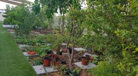 السلامة في الطبيعة: تعرف على النباتات السامة في الإمارات