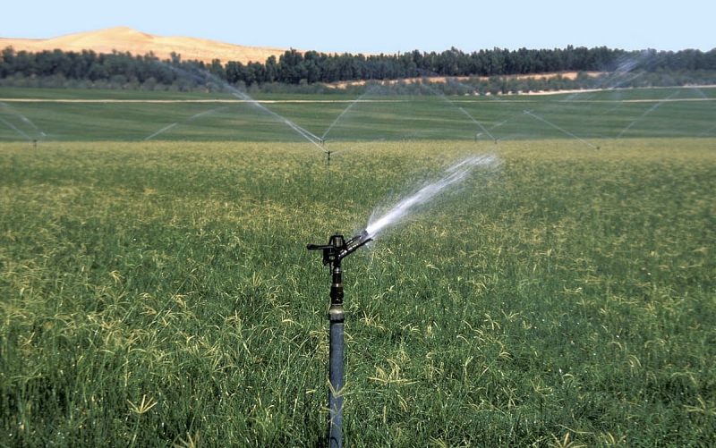 الابتكار الغذائي: كيف تحقق الإمارات الأمن الغذائي المستدام؟