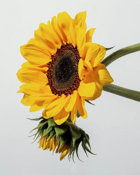 فوائد التعرض لأشعة الشمس وكيفية الوقاية من أضرارها