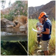 تنوع الحياة البرية في محمية وادي الوريعة: حقائق مدهشة