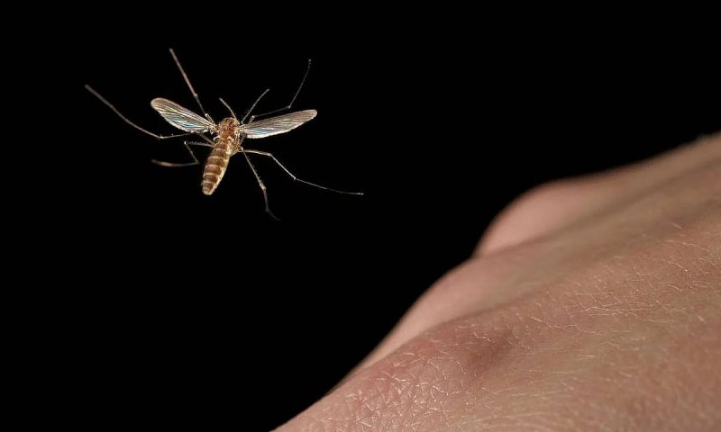 لماذا مكافحة البعوض مهمة في الإمارات؟