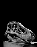 مستقبل تجارة عظام الديناصورات: توقعات النمو والفرص الاستثمارية