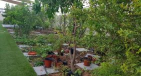 استيراد الشحنات الزراعية في الإمارات: تحديثات اللوائح الجديدة