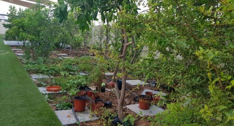 استيراد الشحنات الزراعية في الإمارات: تحديثات اللوائح الجديدة