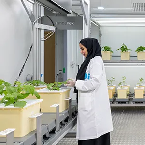 ابتكارات زراعية لتعزيز الأمن الغذائي في الإمارات