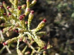 الشيح العشبي الأبيض: نافذة أمل جديدة في علاج سرطان القولون