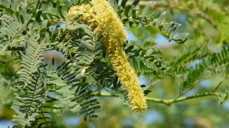 شجرة الغاف: لماذا هي جزء من هوية شرطة دبي؟