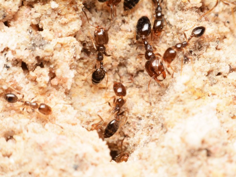 كاريبارا شارقاهينسِس: كيف يساهم هذا الاكتشاف في حماية البيئة؟