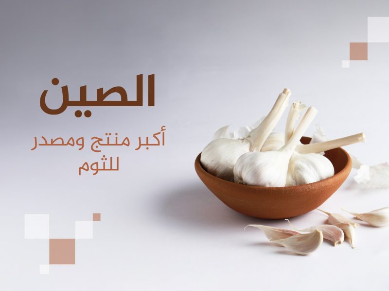 كل ما تود معرفته عن سوق الثوم العالمي