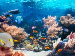 مستقبل الشعاب المرجانية: مبادرة رائدة من أبوظبي