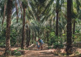 تراث رأس الخيمة: دليل الزائر لاكتشاف الجواهر الثقافية المخفية