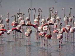 محمية الزوراء الطبيعية: أنشطة سياحية وترفيهية في قلب الطبيعة