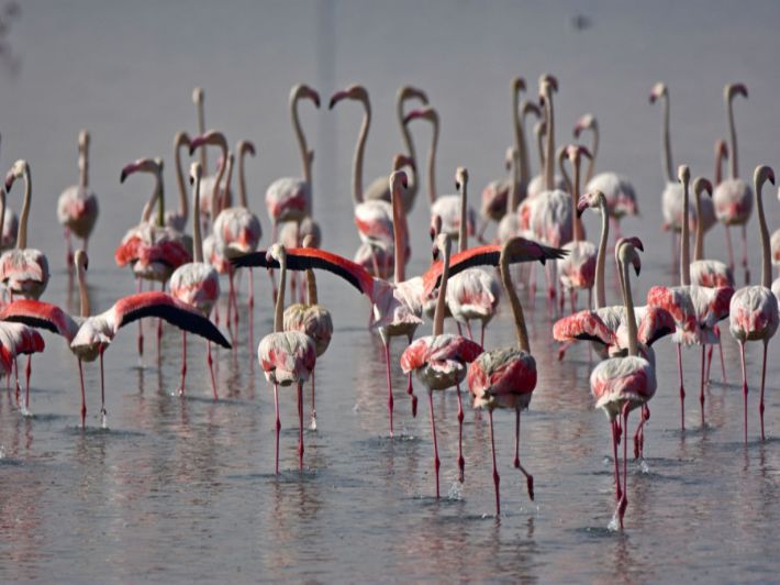 محمية الزوراء الطبيعية: أنشطة سياحية وترفيهية في قلب الطبيعة