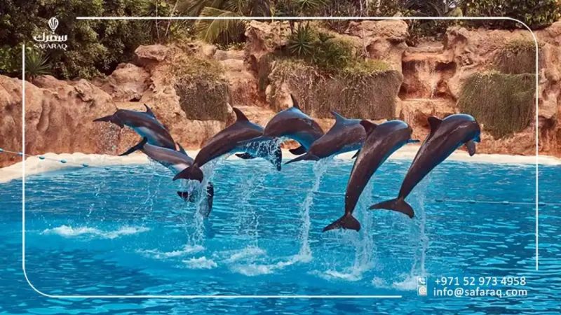 السياحة في دبي: خليج الدلافين وأهم الأماكن السياحية القريبة