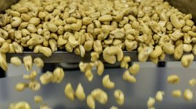 أحدث الدراسات حول فوائد الكاجو لصحة المراهقين