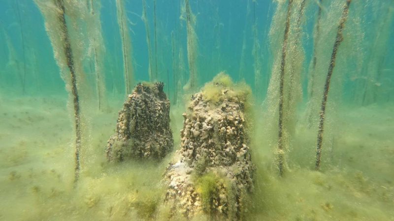 اكتشاف القرن: أقدم مستوطنة بشرية على ضفاف بحيرة أوروبية