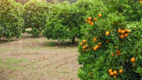 تدهور زراعة الفاكهة: دروس من الماضي لمواجهة تحديات المستقبل