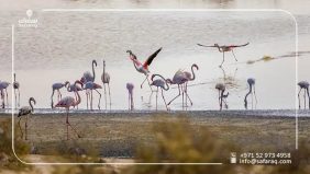 المجد الإماراتية: رحلات سياحية مميزة إلى محمية الوثبة