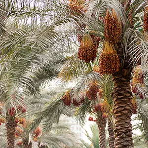 زكاة التمور: كيف تلهم الإمارات دولاً أخرى بالتنمية المستدامة؟