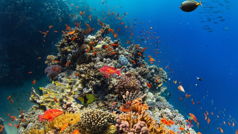 حماية الشعاب المرجانية: استراتيجيات مبتكرة في الشارقة