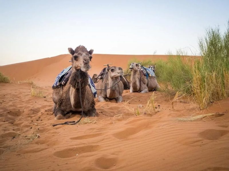 محمية دبي الصحراوية: جمال الطبيعة والتنوع البيولوجي