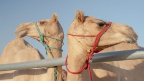 من قلب الذيد: نظرة عن كثب على سباقات الهجن المثيرة