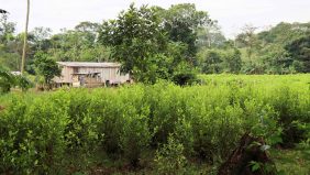 تداعيات تجارة الكوكايين: هل ينجح التعاون الدولي في الحد منها؟