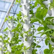 رؤية الإمارات للابتكار الزراعي المستدام في المناخ الصحراوي