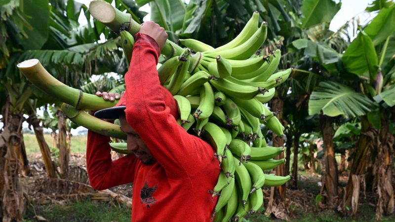 تغير المناخ و زراعة الموز: تداعيات على الاقتصاد العالمي