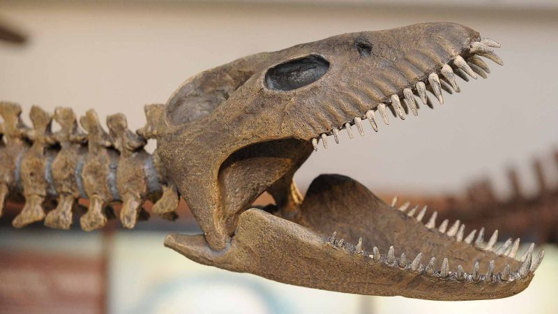 التنوع البيولوجي في خطر: خطر الانقراض يتطلب تحركاً عاجلاً