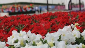 معرض الزهور: ملتقى الإبداع والجمال