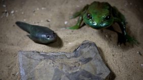 اكتشاف حفرية شرغوف قديمة في الأرجنتين: نظرة على تاريخ الحياة