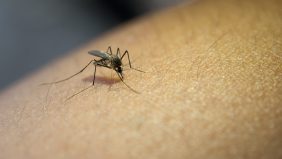 ثورة في عالم اللقاحات: لقاح الملاريا الجديد