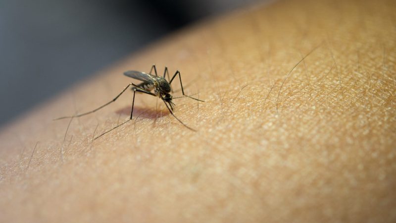 ثورة في عالم اللقاحات: لقاح الملاريا الجديد